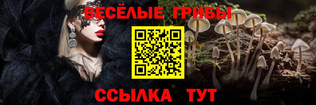 Галлюциногенные грибы Psilocybe Тамбов